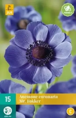 ANEMONE cor 'Mister Fokker'