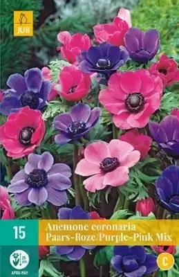 ANEMONE coro purple/ Pink Mix