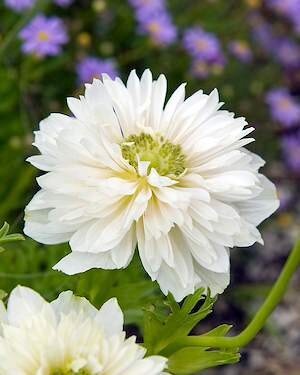 ANEMONE 'Mount Everest'