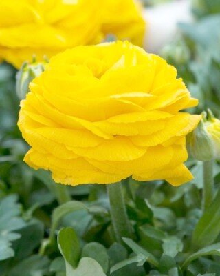 RANUNCULUS Yellow