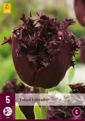 TULIPA 'Labrador'