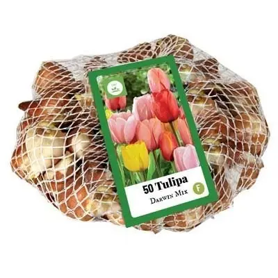 TULIPA Darwin Hybrids Mix