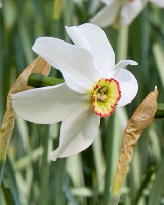 Narcissus recurvus