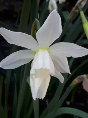 Narcissus 'Thalia'