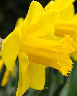 Narcissus 'Carlton'