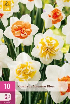 Narcissus 'Macaron Bloss'