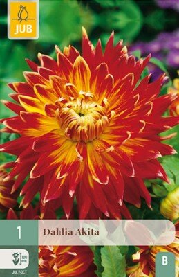 DAHLIA 'Akita'