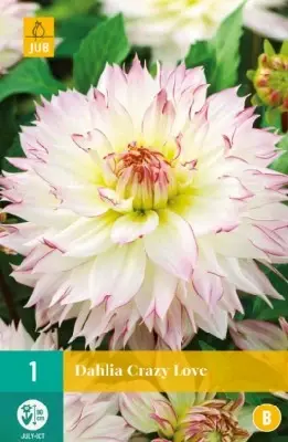 DAHLIA 'Crazy Love'
