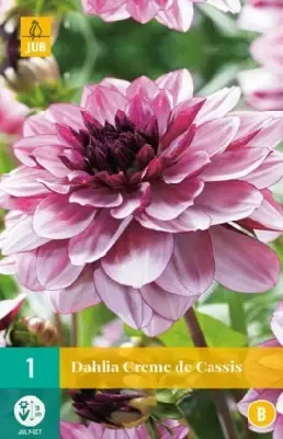 DAHLIA 'Creme de Cassis'