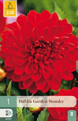 DAHLIA 'Garden Wonder'