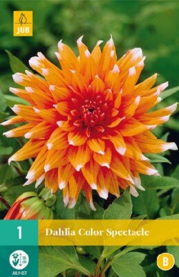 DAHLIA 'Colour Spectacle'