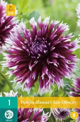 DAHLIA 'Alauna Clair-Obscur'