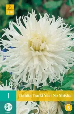 DAHLIA 'Tsuki Yori No Shisha'