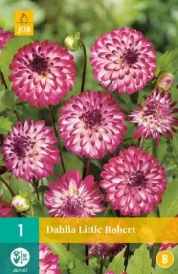 DAHLIA 'Little Robert'