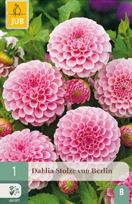 DAHLIA 'Stolze von Berlin'