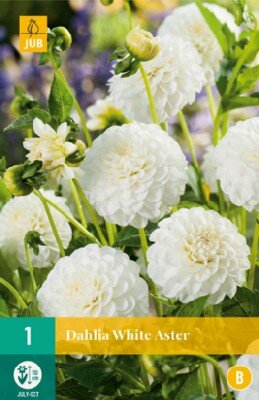 DAHLIA 'White Aster'
