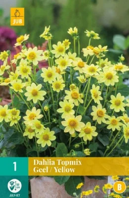 DAHLIA 'Topmix Yellow'