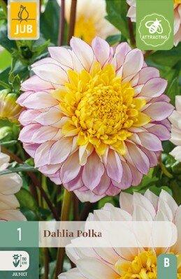 DAHLIA 'Polka'