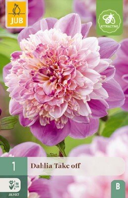 DAHLIA 'Take Off'