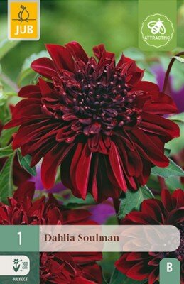 DAHLIA 'Soulman'