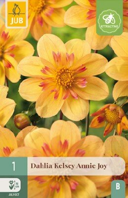 DAHLIA 'Kelsey Annie Joy'
