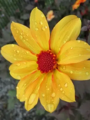 DAHLIA 'Bishop of York' - image 2