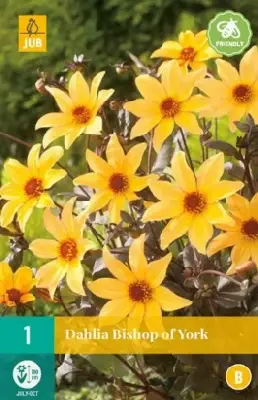 DAHLIA 'Bishop of York'