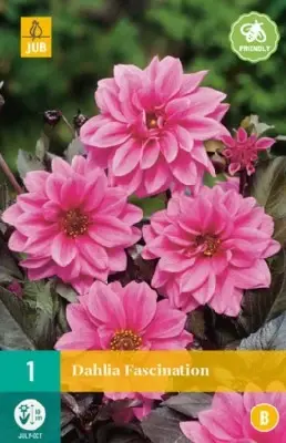 DAHLIA 'Fascination'