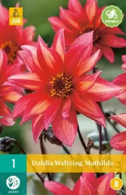 DAHLIA 'Waltzing Mathilda'