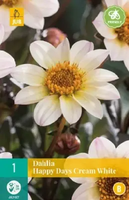 DAHLIA 'Happy Days Cream'