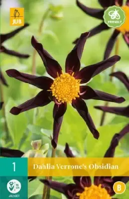 DAHLIA 'Verrone's Obsidian'