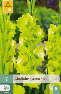 Gladiolus 'Green Star'