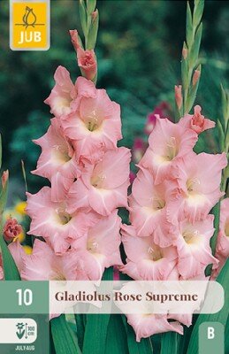 Gladiolus 'Rose Supreme'