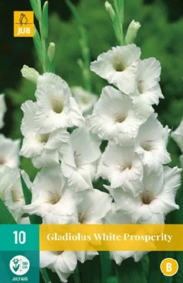 Gladiolus 'White Prosperity'