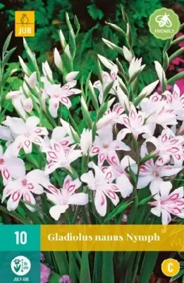 Gladiolus nanus 'Nymph'