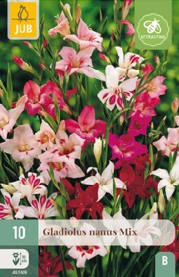 GLADIOLUS nanus mixed