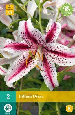 LILIUM 'Dizzy'