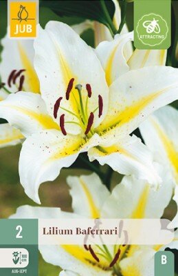 LILIUM 'Baferrari'