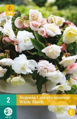 BEGONIA 'Cascade Odorosa White Blush'