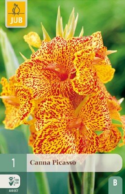 CANNA 'Picasso'