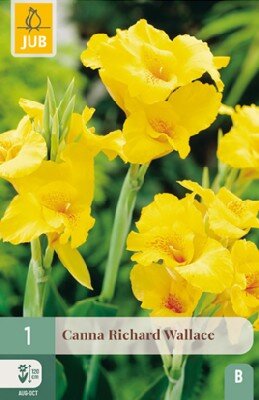 CANNA 'Richard Wallace'