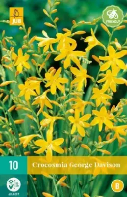 CROCOSMIA x crocosmiiflora 'George Davison'