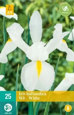 IRIS hollandica White