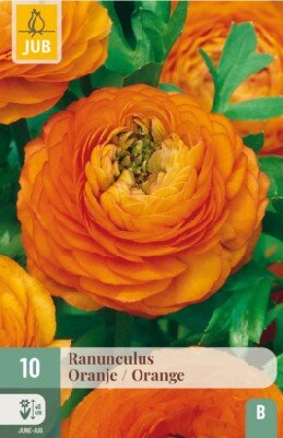 RANUNCULUS Orange