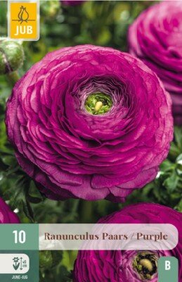RANUNCULUS Purple