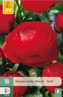 RANUNCULUS Red