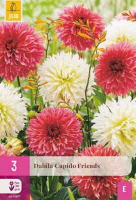 DAHLIA Cupido Friends