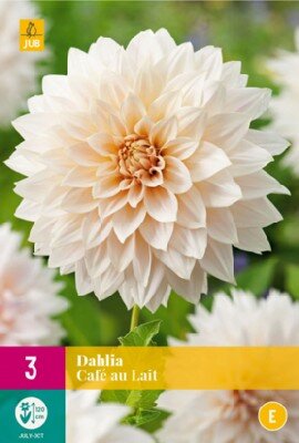 DAHLIA 'Cafe au Lait'