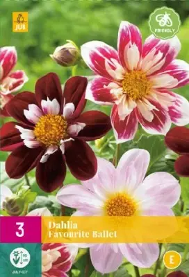 DAHLIA Favourite Ballet