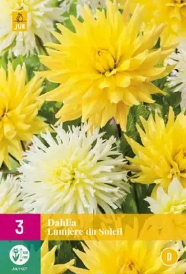 DAHLIA 'Lumiere du Soleil'